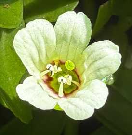Bacopa Monnieri Extract