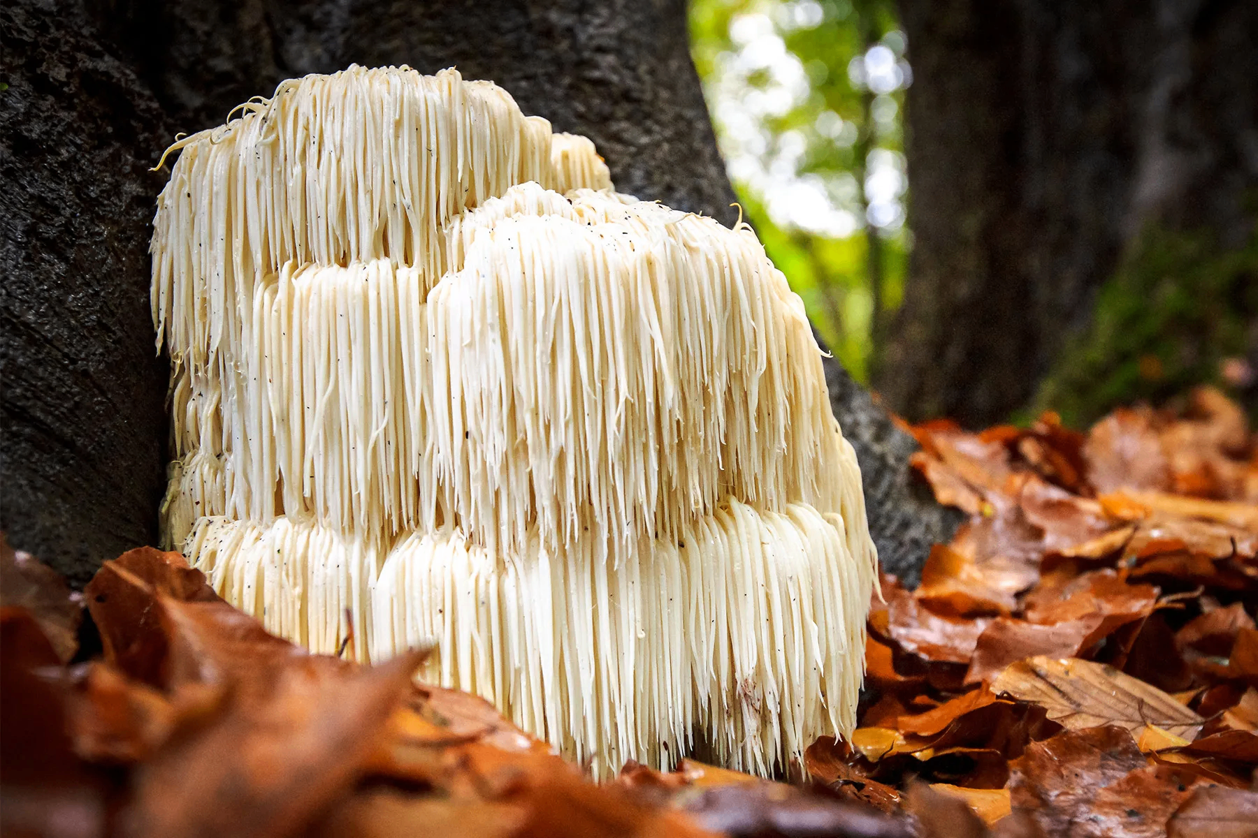 Lion's Mane Mushroom